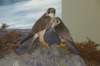 dsc00212_small.jpg