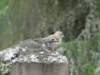 dsc00738_small.jpg
