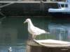 img_3913_small.jpg