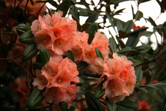 sized_img_6843.jpg