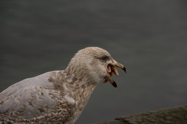 sized_img_7435.jpg