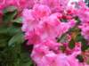 d3dwc__schotlandsco209_small.jpg
