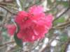 p4260108_small.jpg
