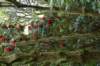 dsc01493_small.jpg