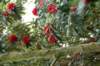 dsc01494_small.jpg