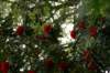 dsc01495_small.jpg