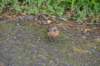 dsc01526_small.jpg