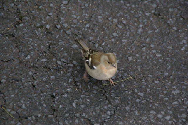dsc01527.jpg