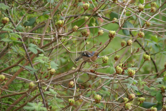 dsc01528.jpg
