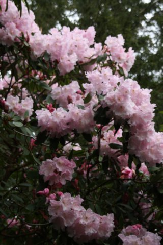 img_0694.jpg
