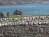 schotland2009303_small.jpg