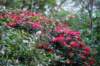 dsc_0001431_small.jpg