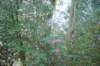 dsc_0002195_small.jpg